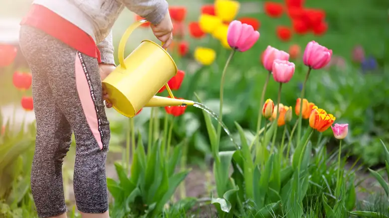 watering tulips garden