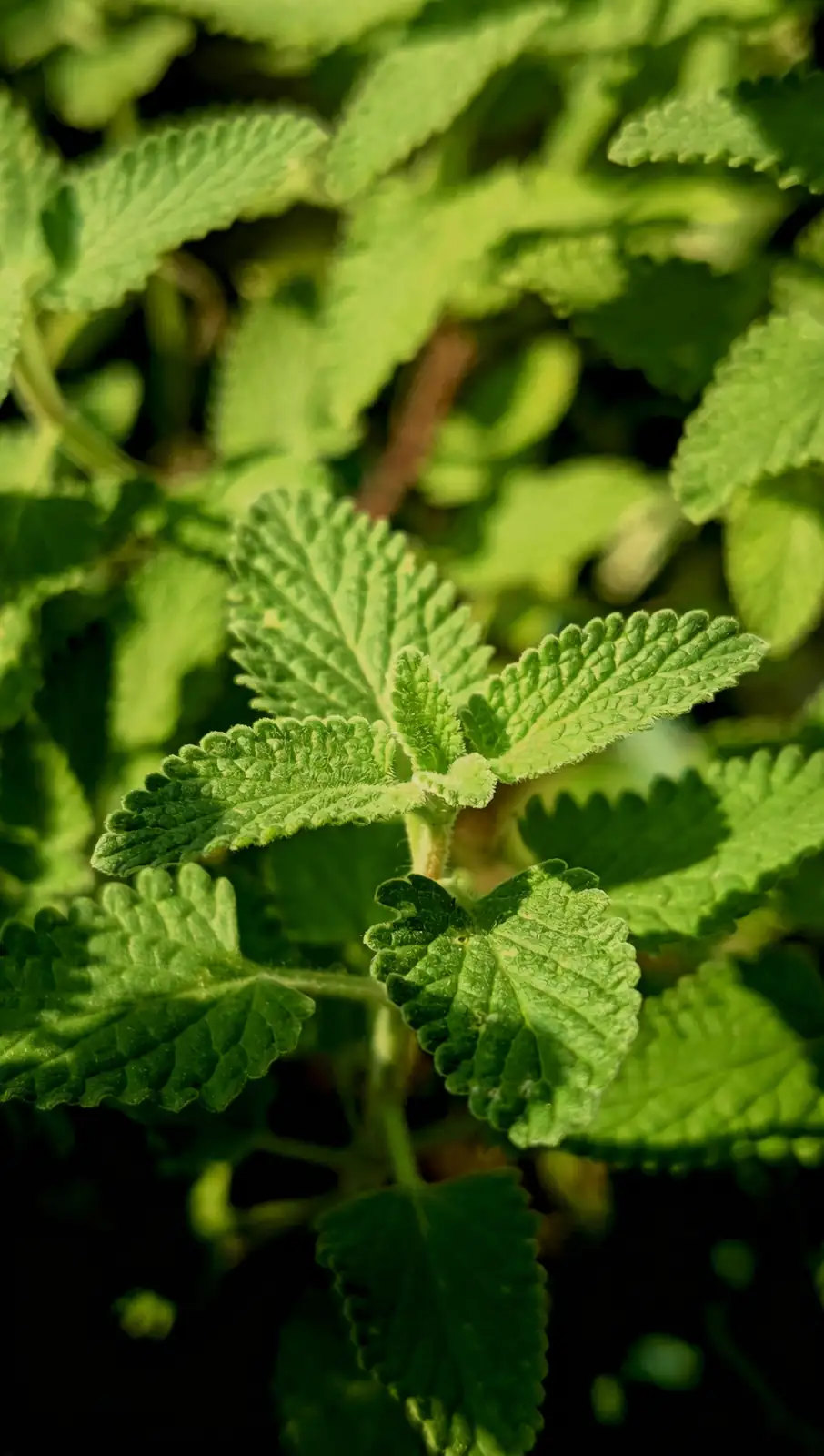 通过叶子颜色判断植物健康状态的妙招