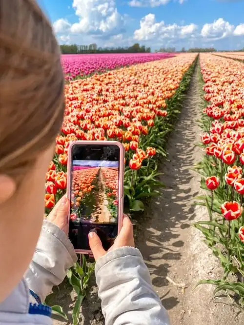 tulip festival Netherlands