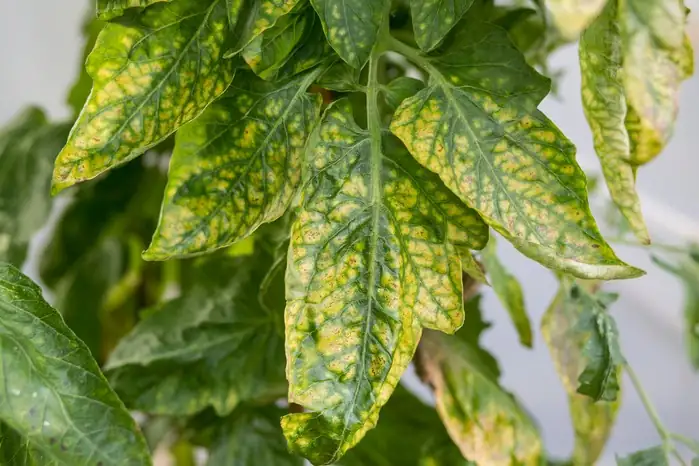 yellowing plant leaves