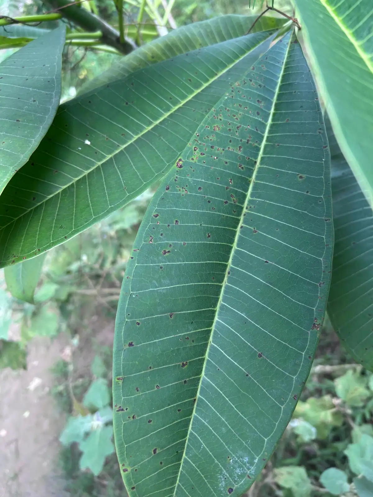 brown or black spots on leaves