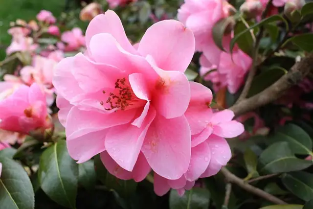 camellia japonica soil preparation