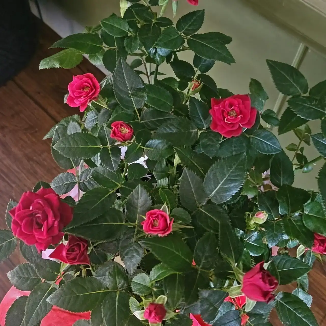 watering camellia japonica plant