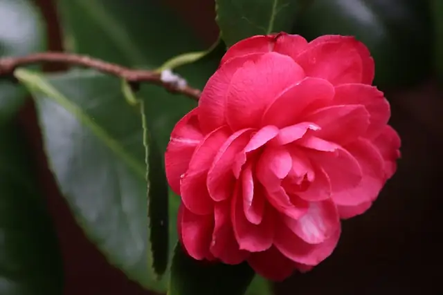 camellia grafting tools