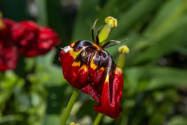 tulip stem rot close-up