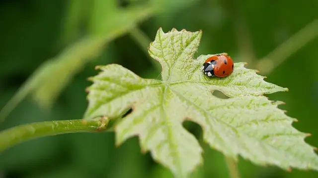 ladybug on tulip leaf