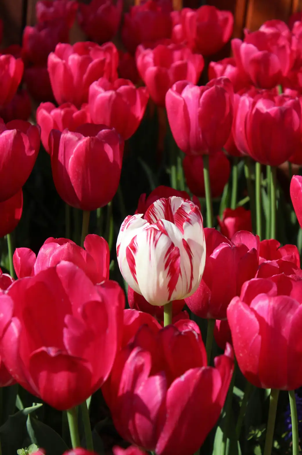 tulip traditional Turkish garden