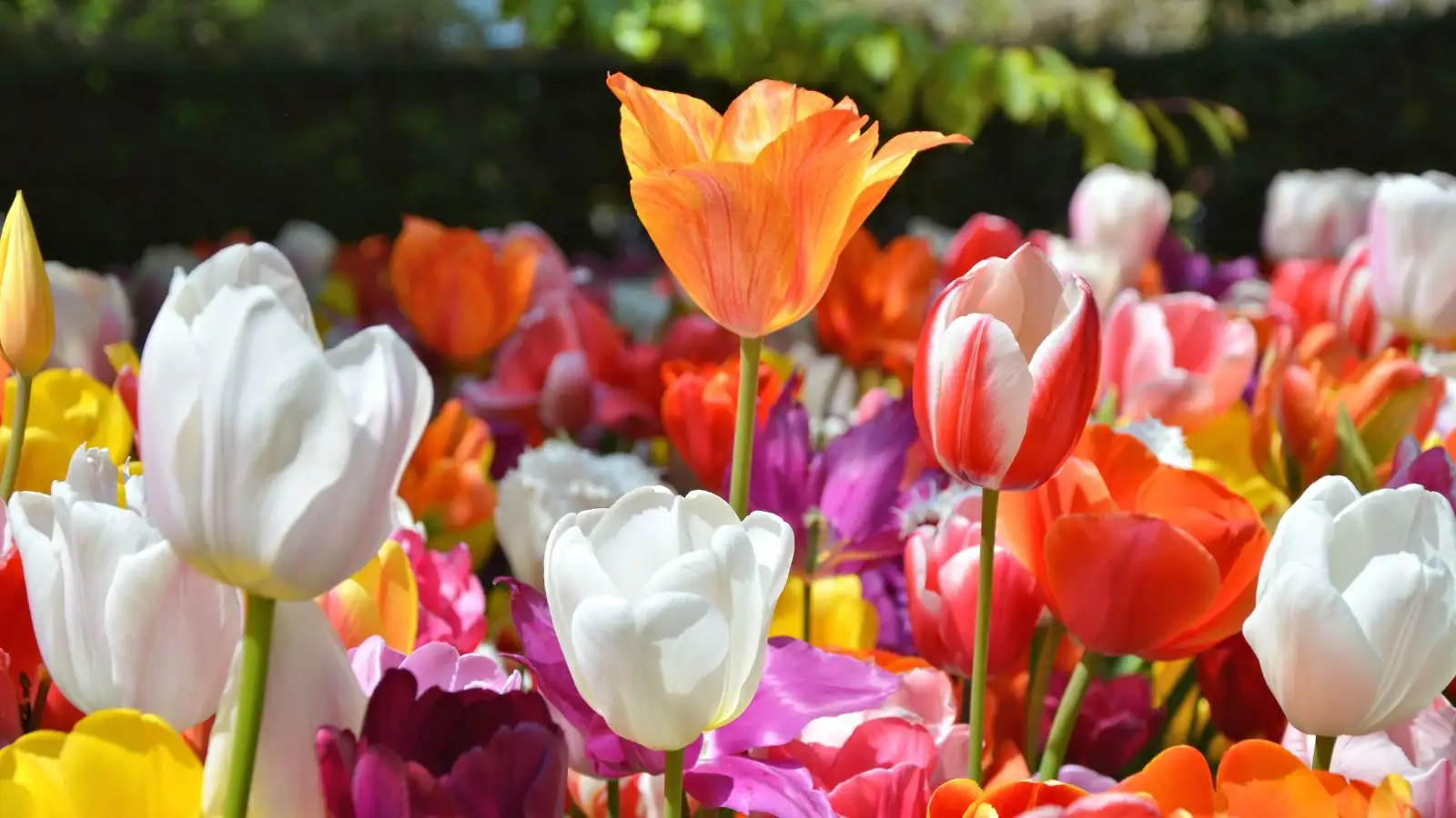 tulip color variety close-up