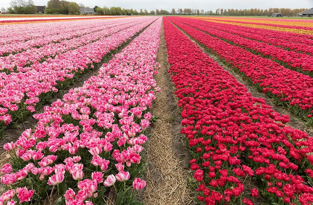 tulip fields in Netherlands