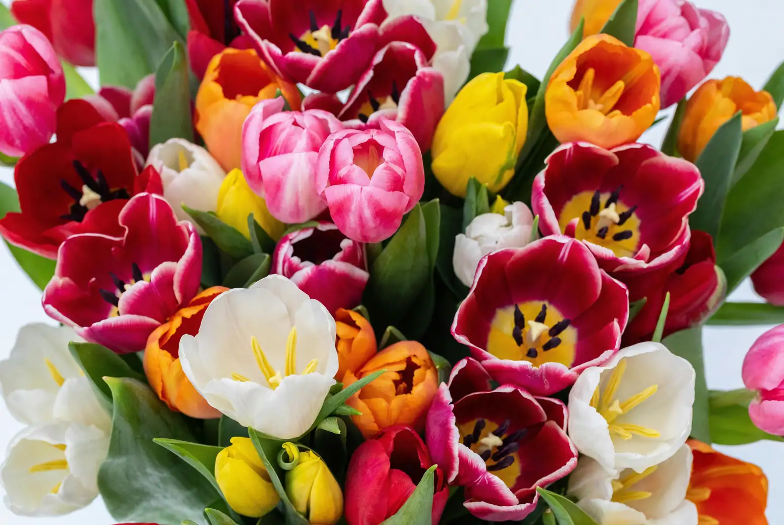 variety of tulip colors