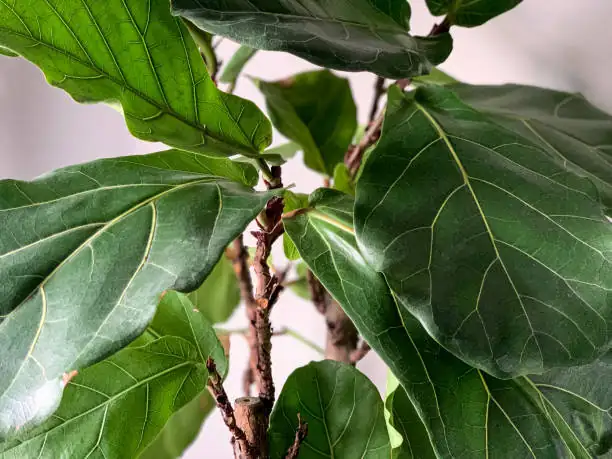 家庭园艺：巧妙制定浇水施肥时间表，让植物茁壮成长