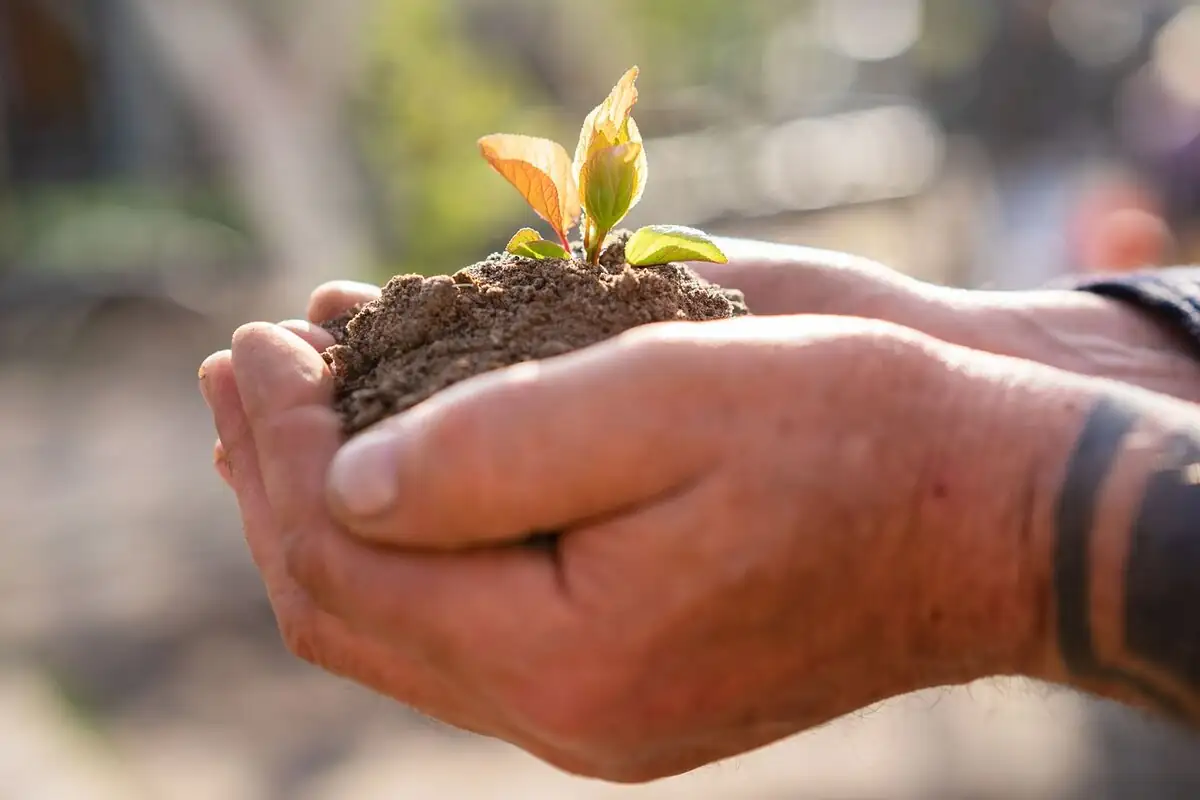 checking soil moisture hands