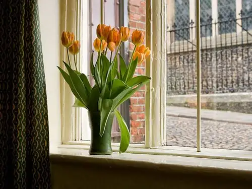 tulips on sunny windowsill