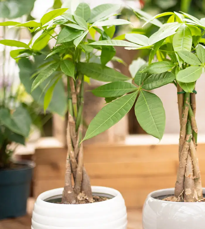 money tree plant care