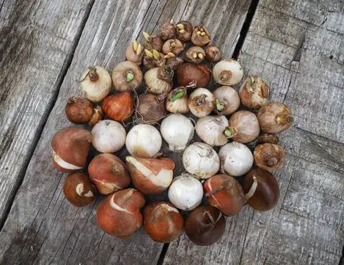tulip bulbs selection market