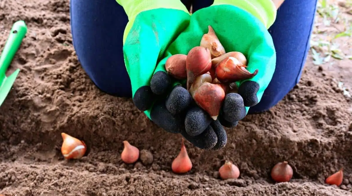 tulip planting garden autumn