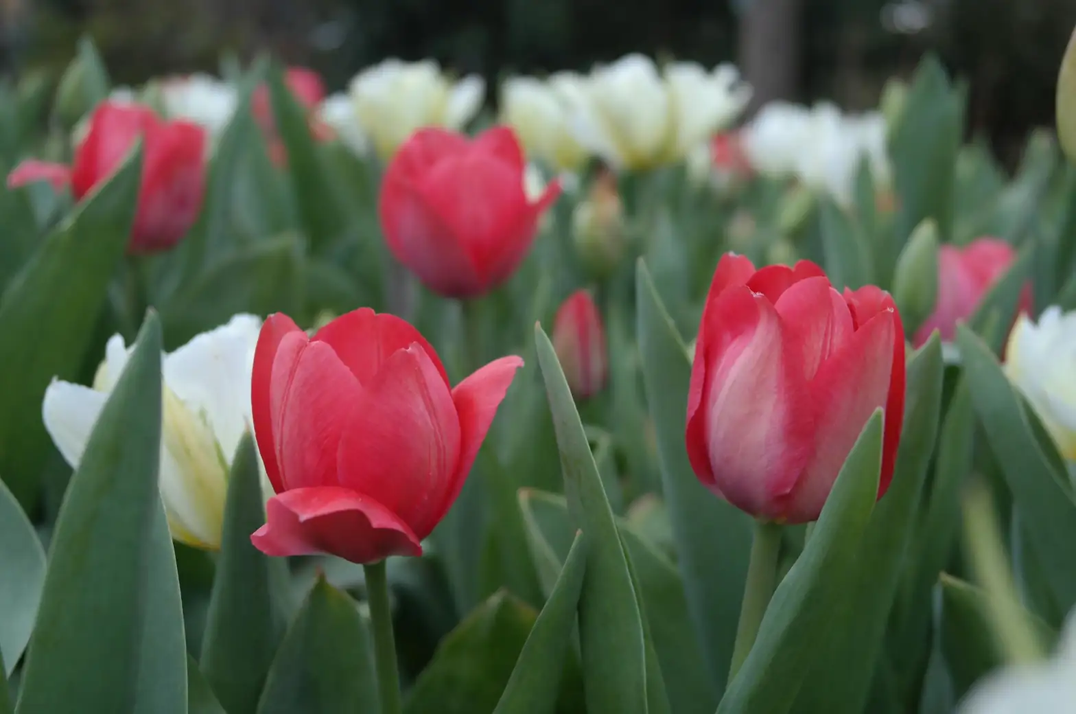 tulip watering fertilizing garden