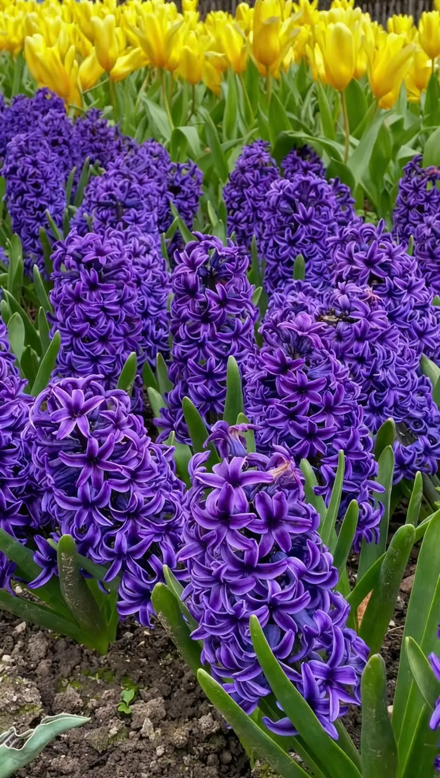tulip and hyacinth combination