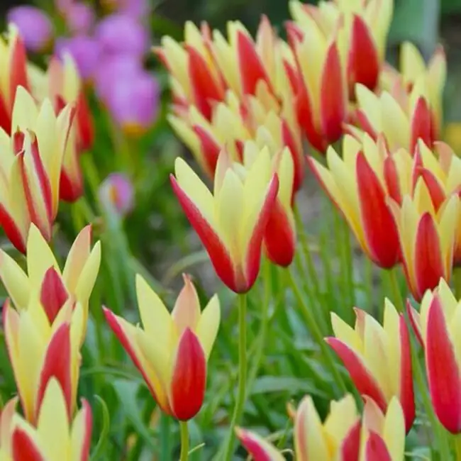tulip color gradient garden