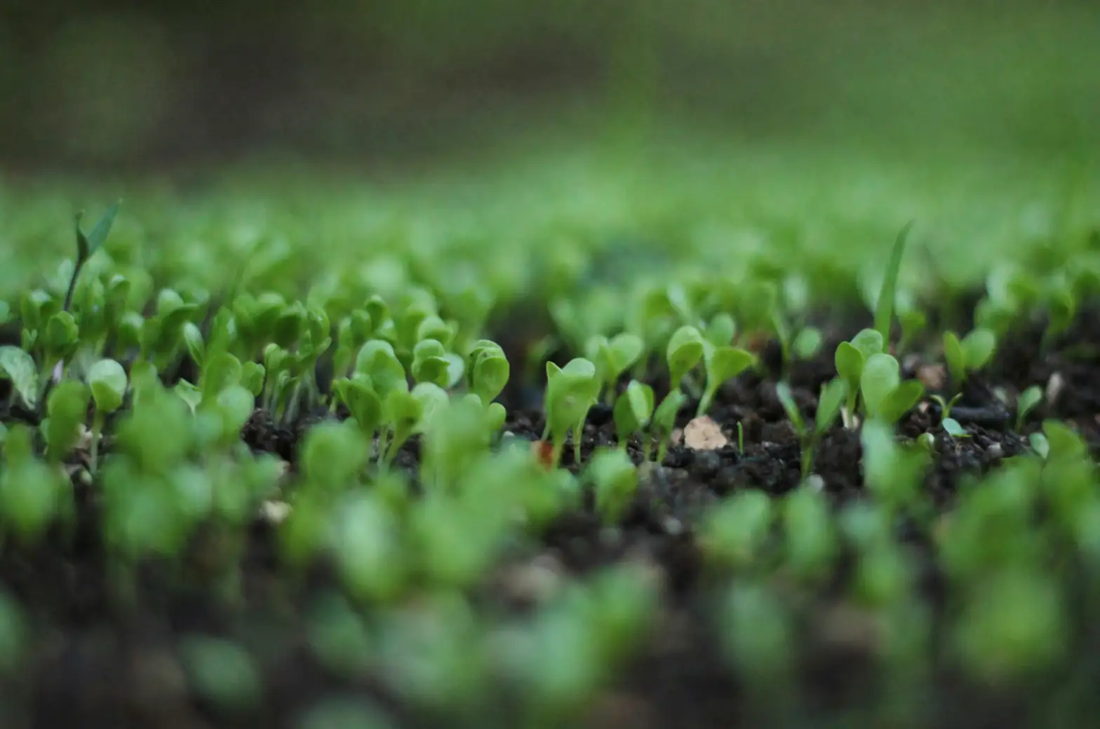 spring garden new sprouts