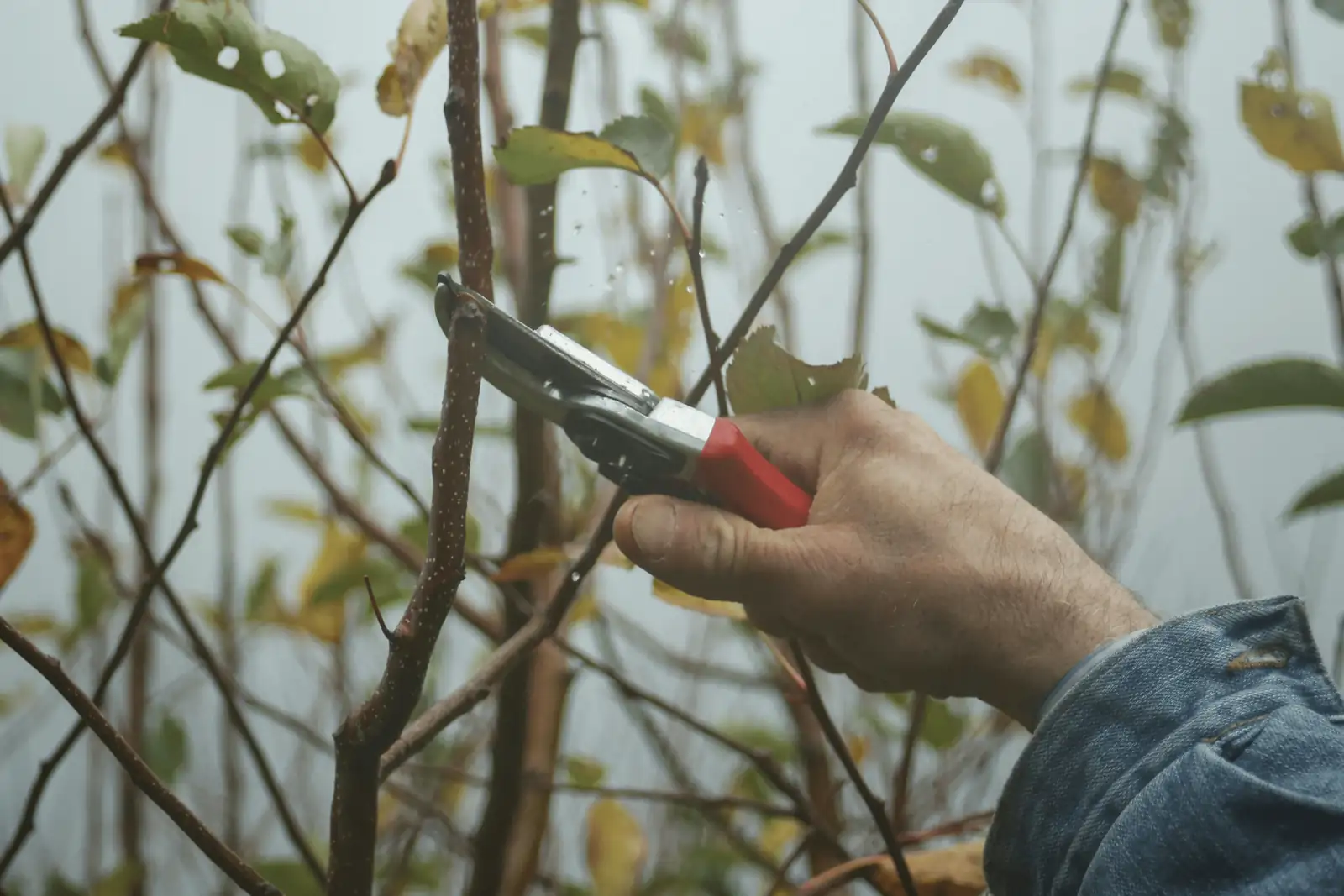 pruning plants in autumn