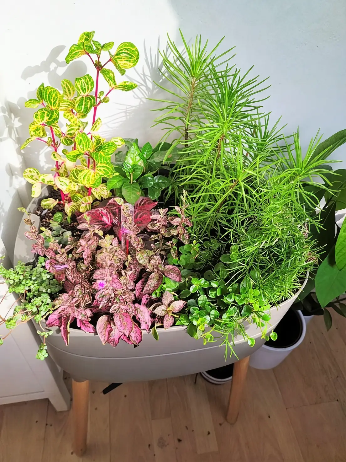 sunlight on indoor plants