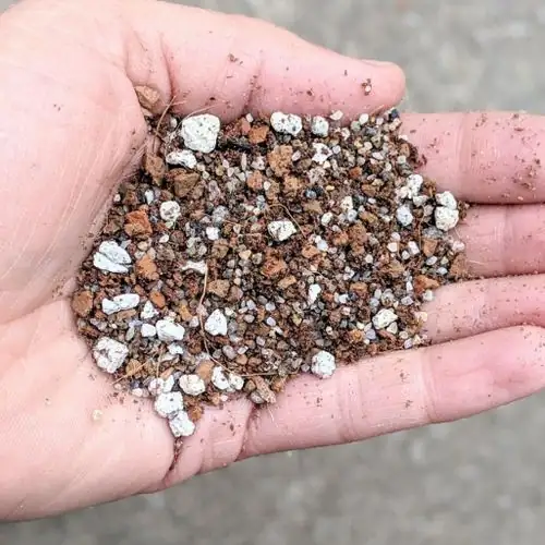 succulent soil mix preparation