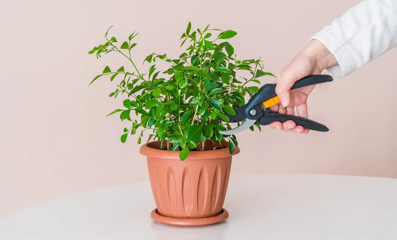 pruning indoor plants