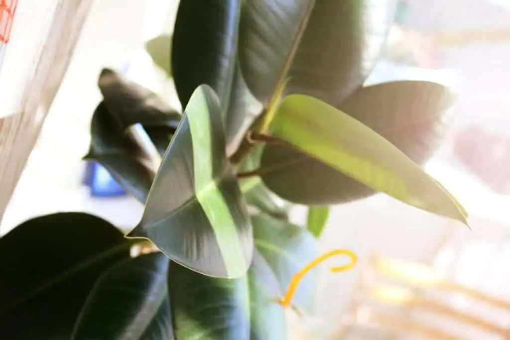 rubber plant sunlight exposure