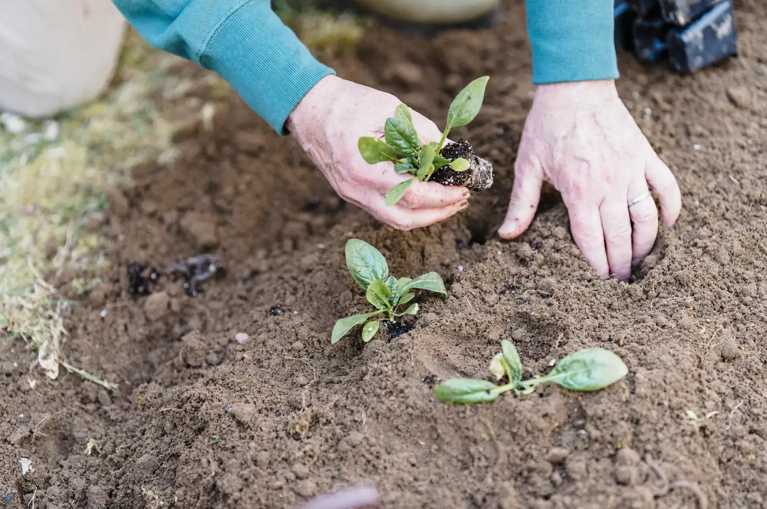 tradescantia soil watering hands
