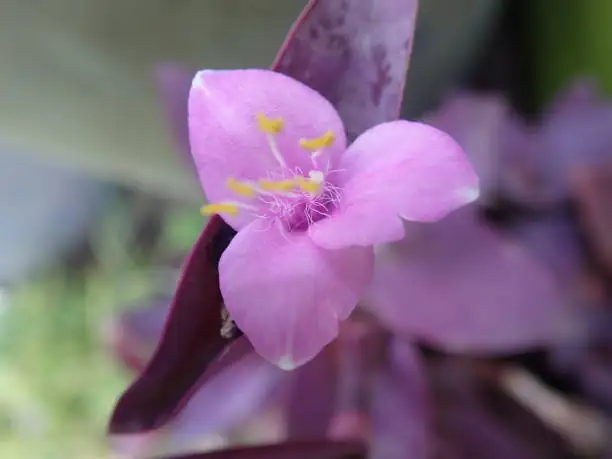 tradescantia flower close-up