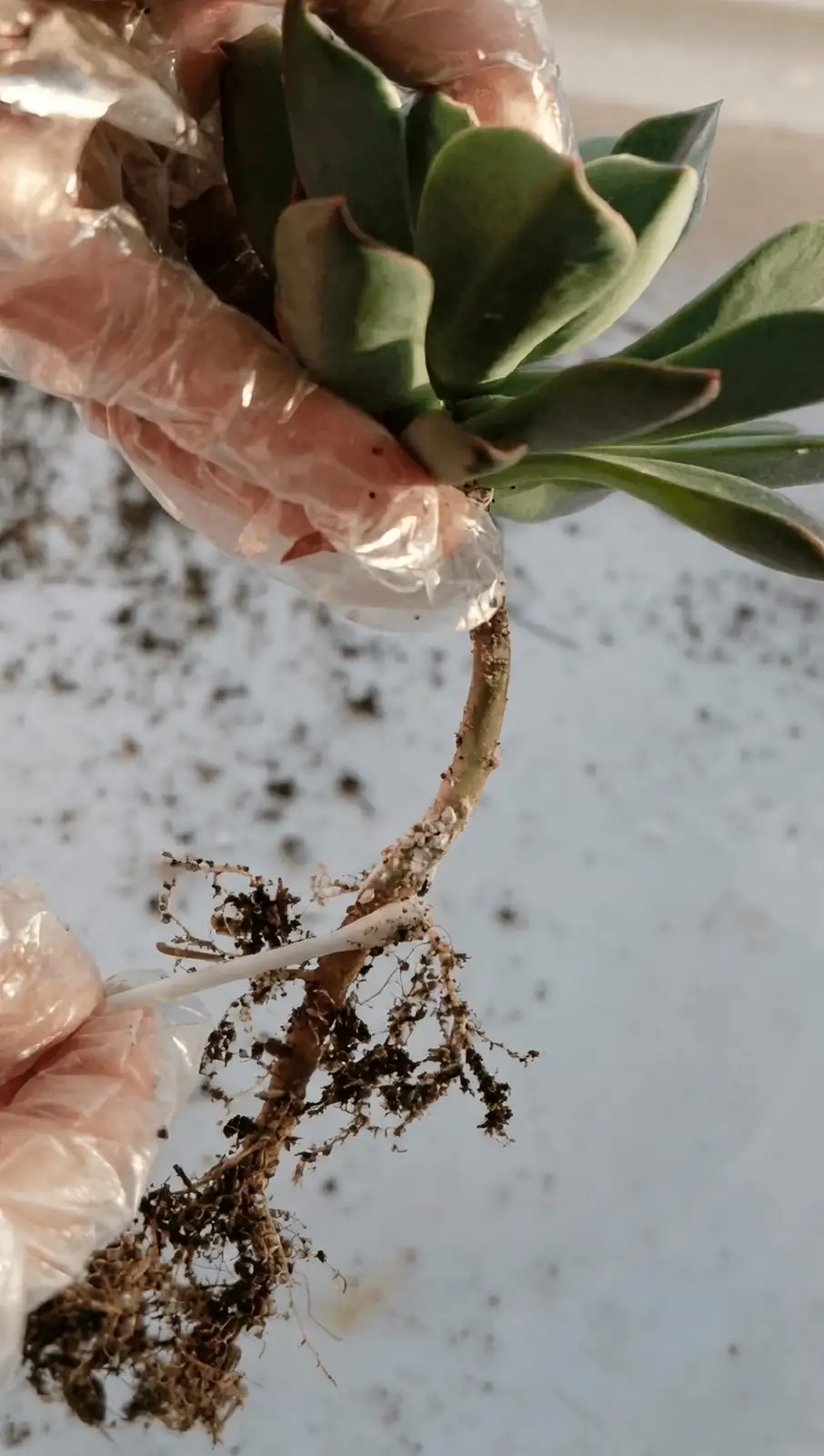 tradescantia root rot treatment