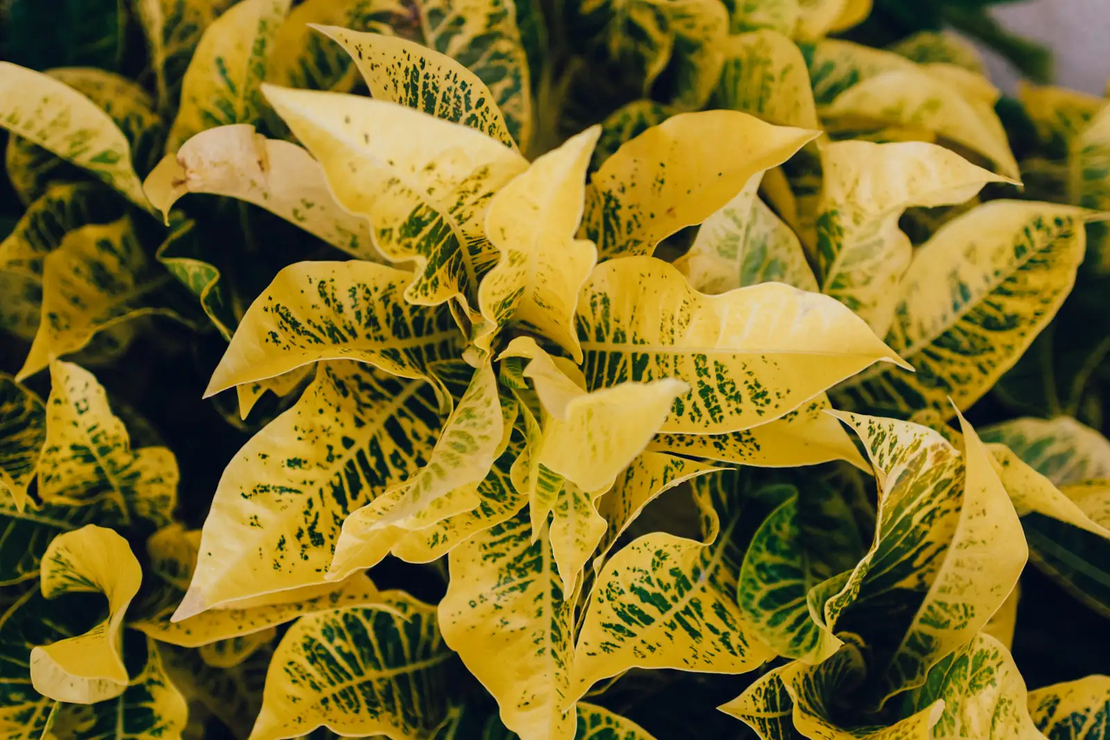 houseplant yellow leaves overwatering