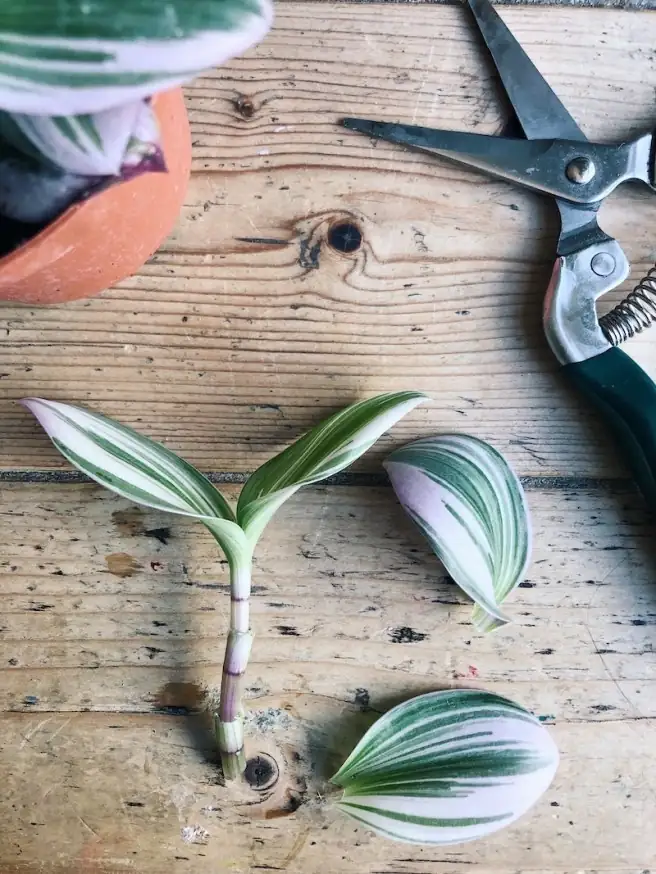 tradescantia propagation cutting