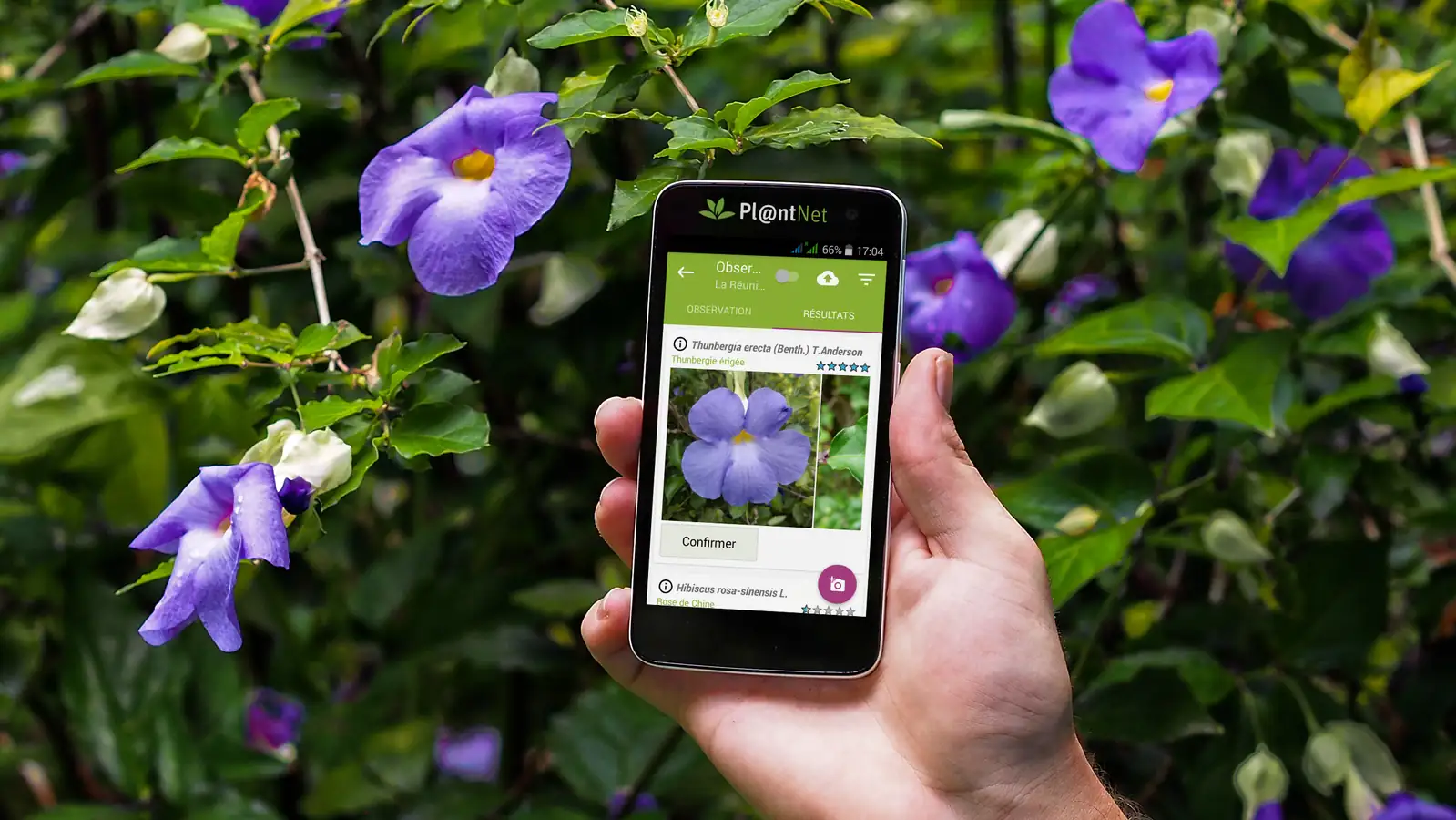 PlantNet app in use