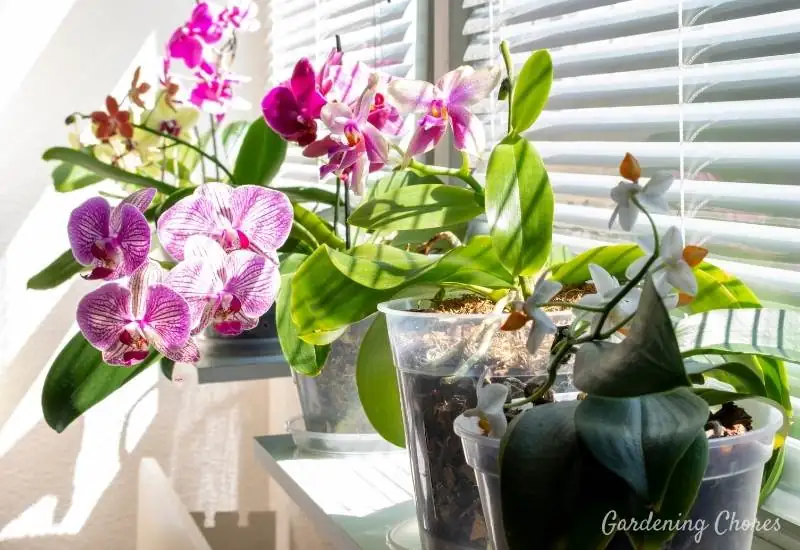 orchid under sunlight