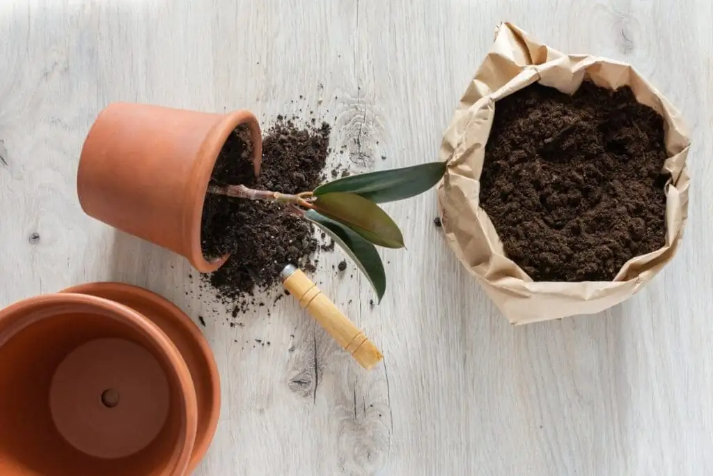rubber plant soil mix