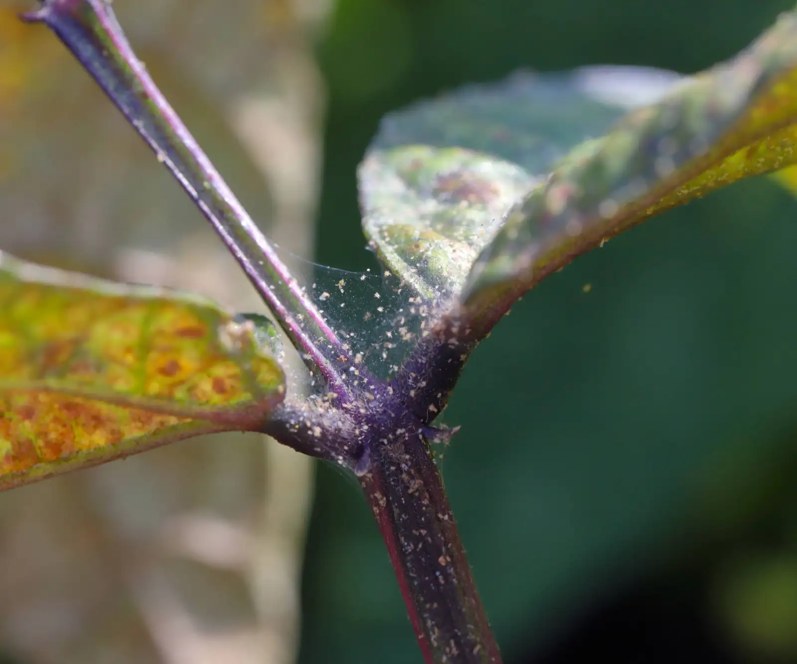 spider mites on plant leaves