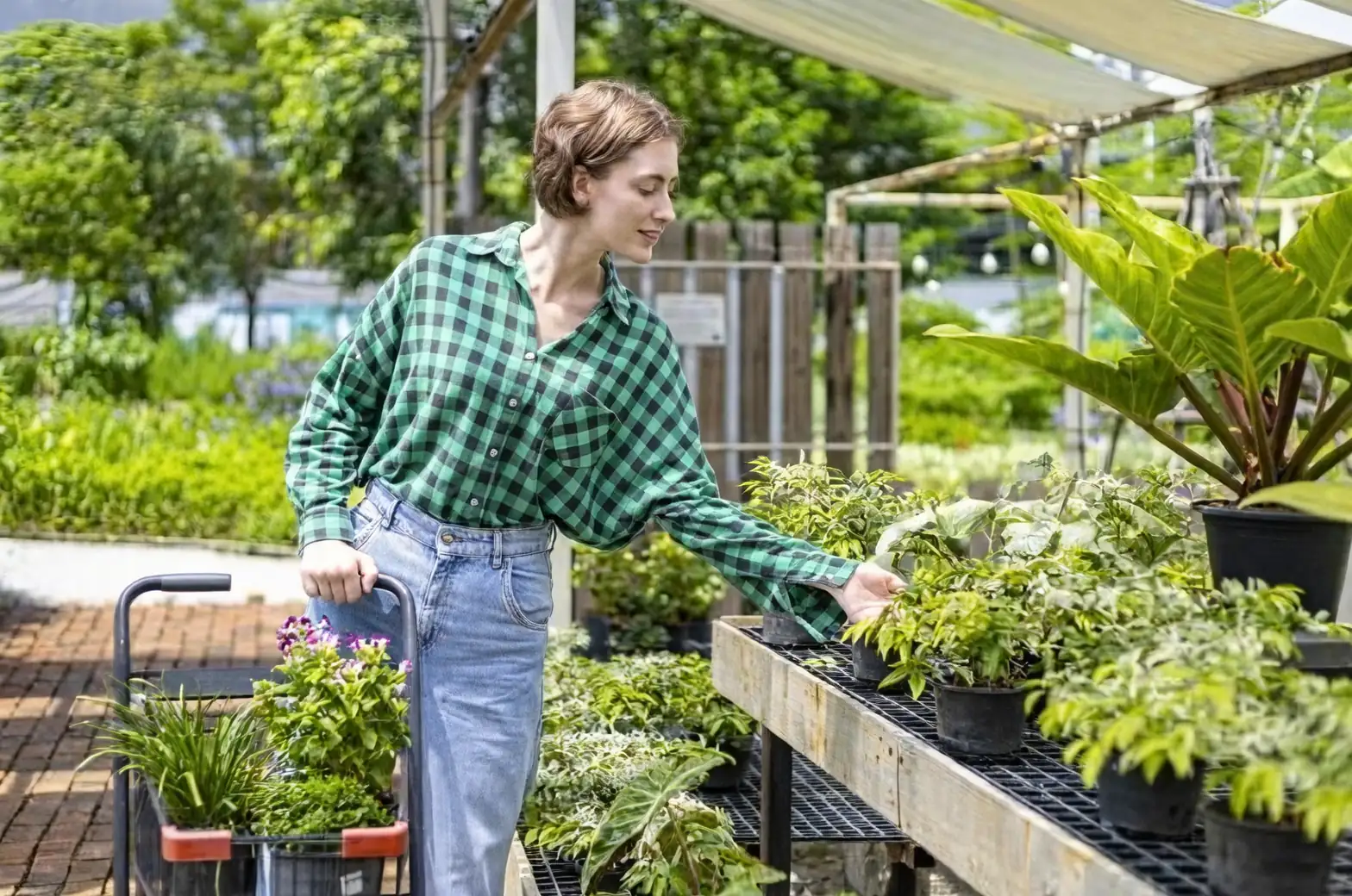choosing plants nursery