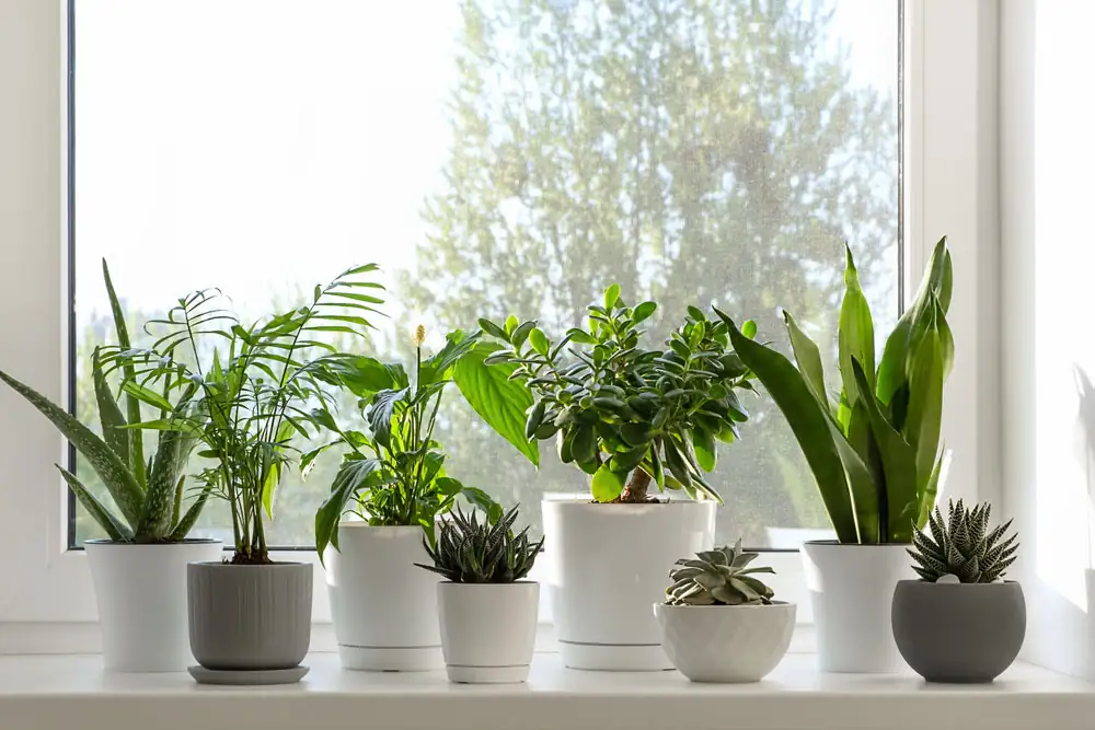 houseplants sunlight window