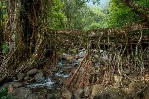rubber tree aerial roots bridge