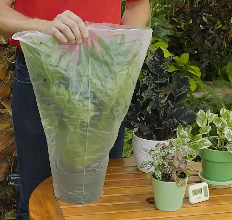 houseplants indoor temperature