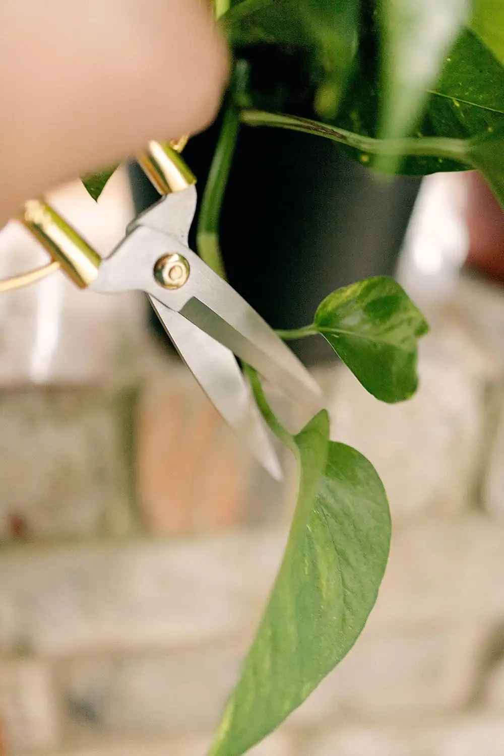 pruning houseplants scissors