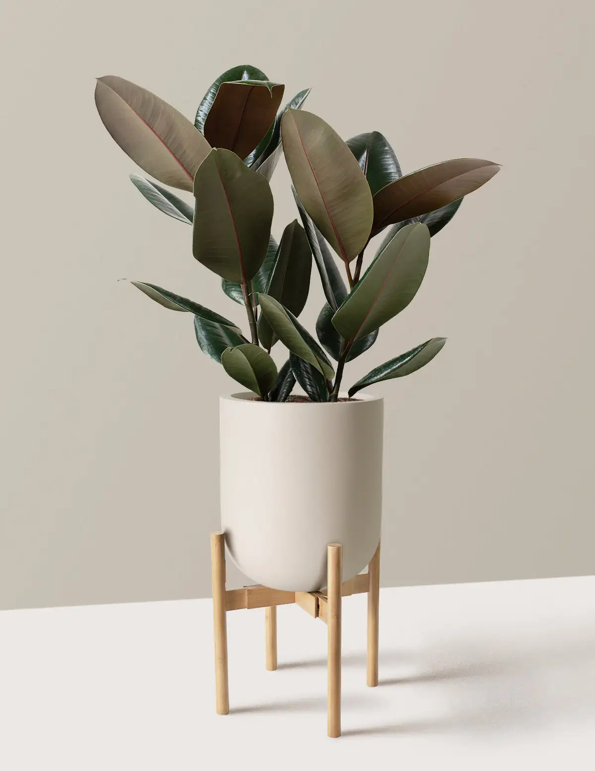 rubber tree indoor bright light