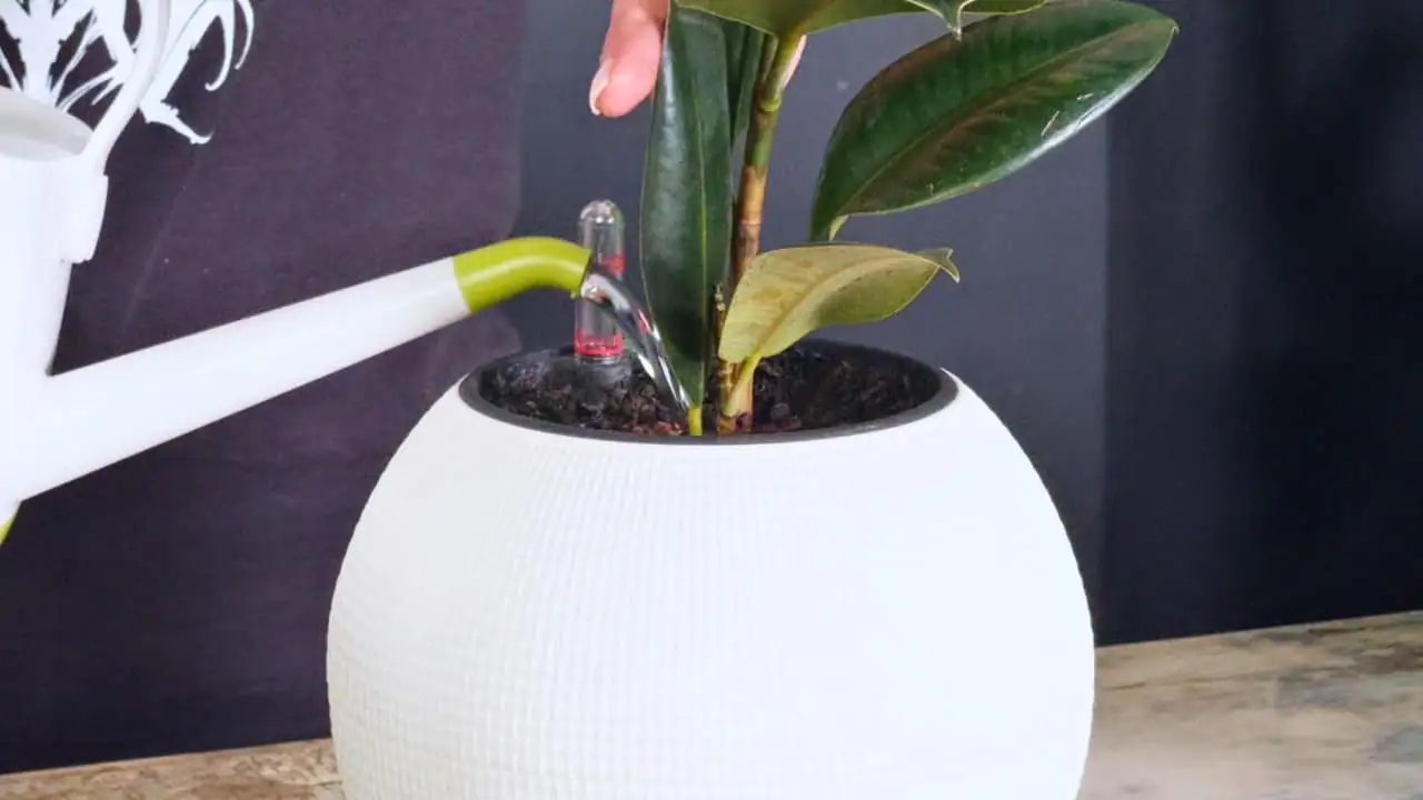 rubber tree watering technique