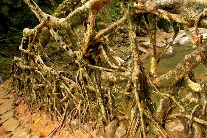 rubber tree living root bridge