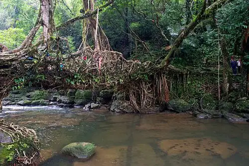 living root bridge India
