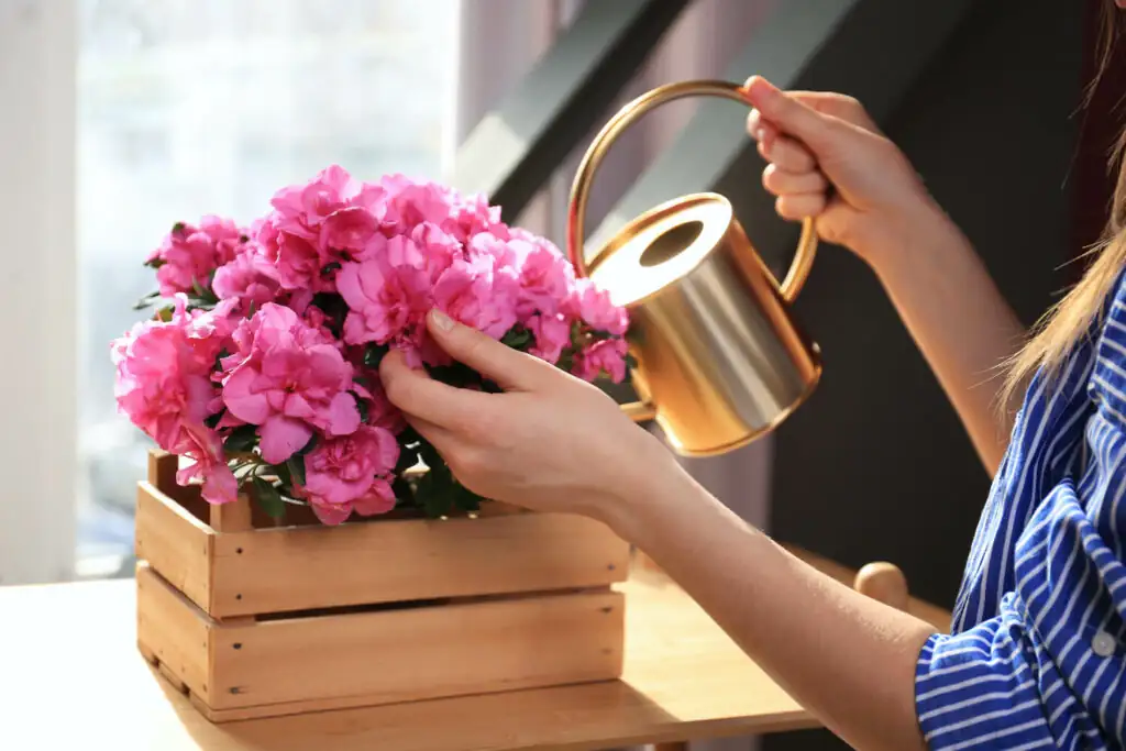 watering azalea plant