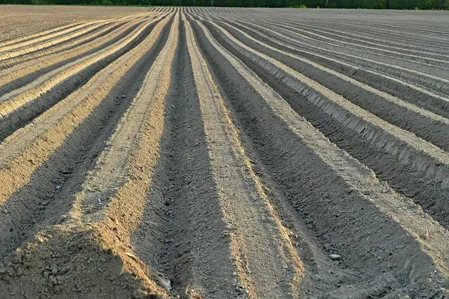 azalea soil preparation