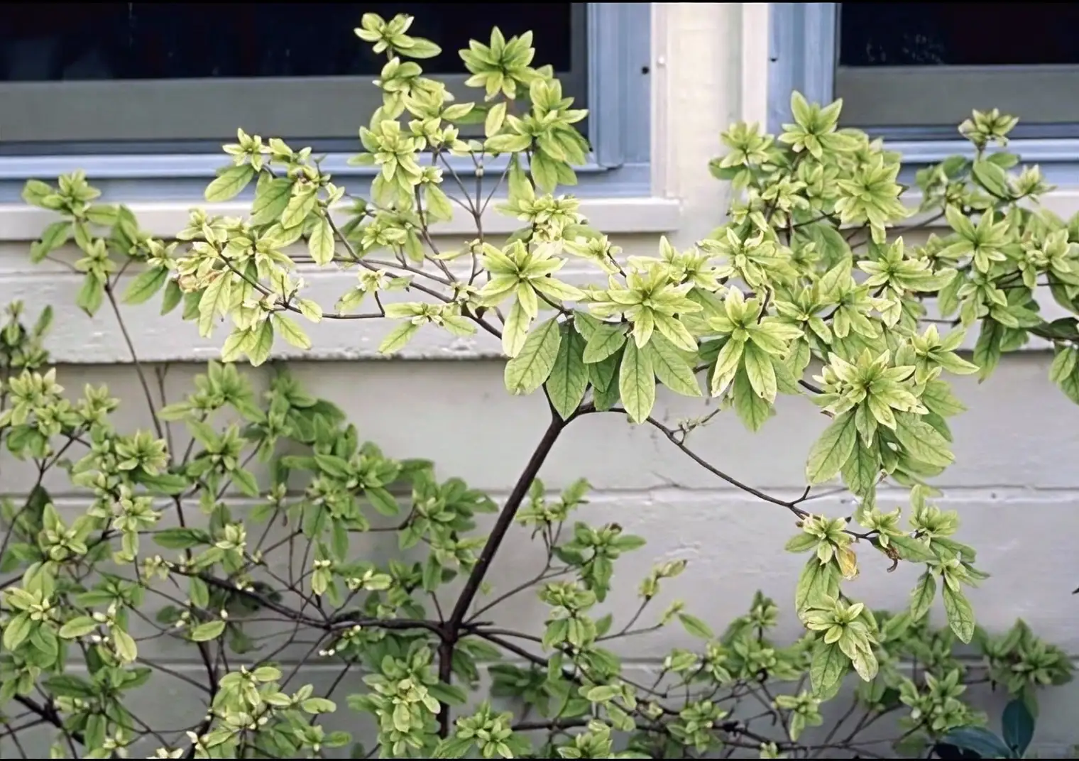 azalea iron deficiency leaves